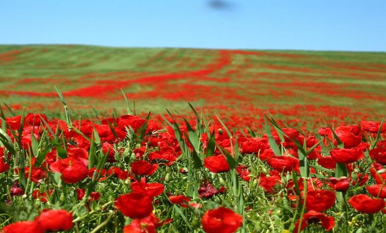معرفی دشت سوسن ایذه بهترین مکان برای مسافرت عید!+فیلم