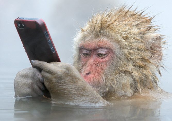میمون