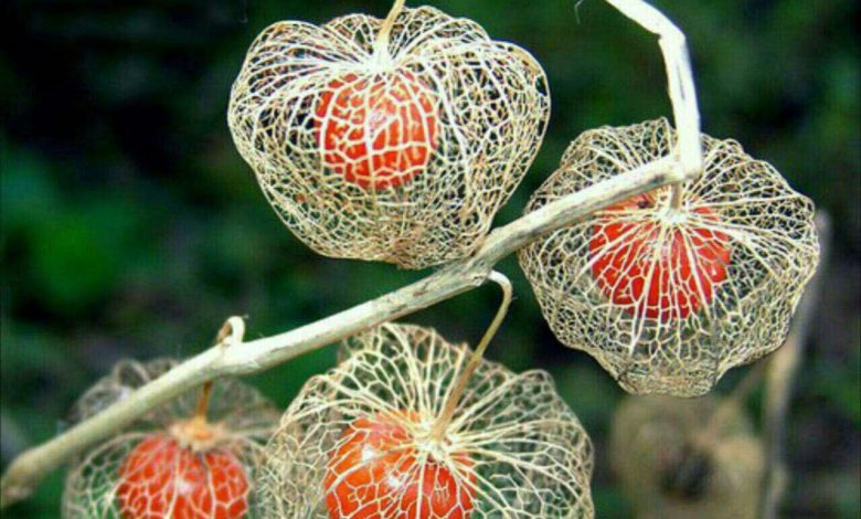گیاه فانوس چینی