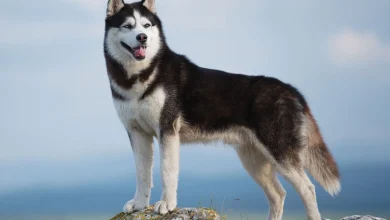 سگ‌