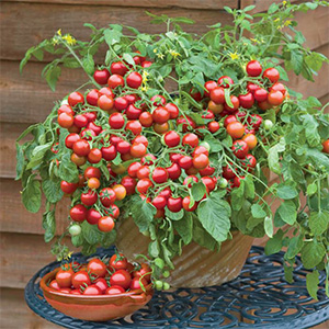 کاشت گوجه گیلاسی