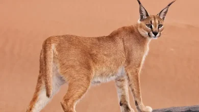 زیبای خیره کننده کاراکال گربه ایرانی + فیلم