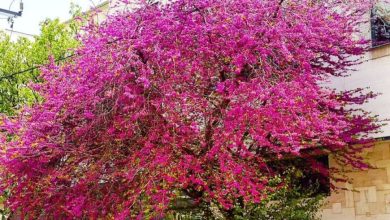 زیبای دیدنی درخت ارغوان معروف شیراز + فیلم