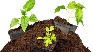 بهترین راه تقویت خاک گلدان چیست ؟