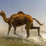 شادی وصف نشدنی یک شتر از اولین ملاقات با دریا + فیلم
