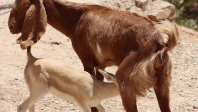 مادر کردن بز کوچکی که بچه خود را از دست داده برای بچه آهوی یتیم + فیلم