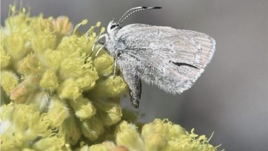 Satyrium curiosolus