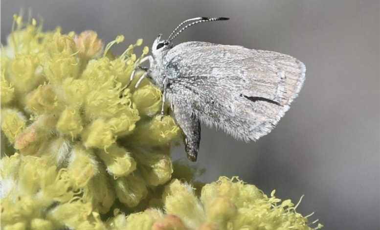 Satyrium curiosolus