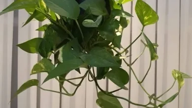 با این ترفند دو گیاه مختلف تو یه گلدون بکار+ فیلم