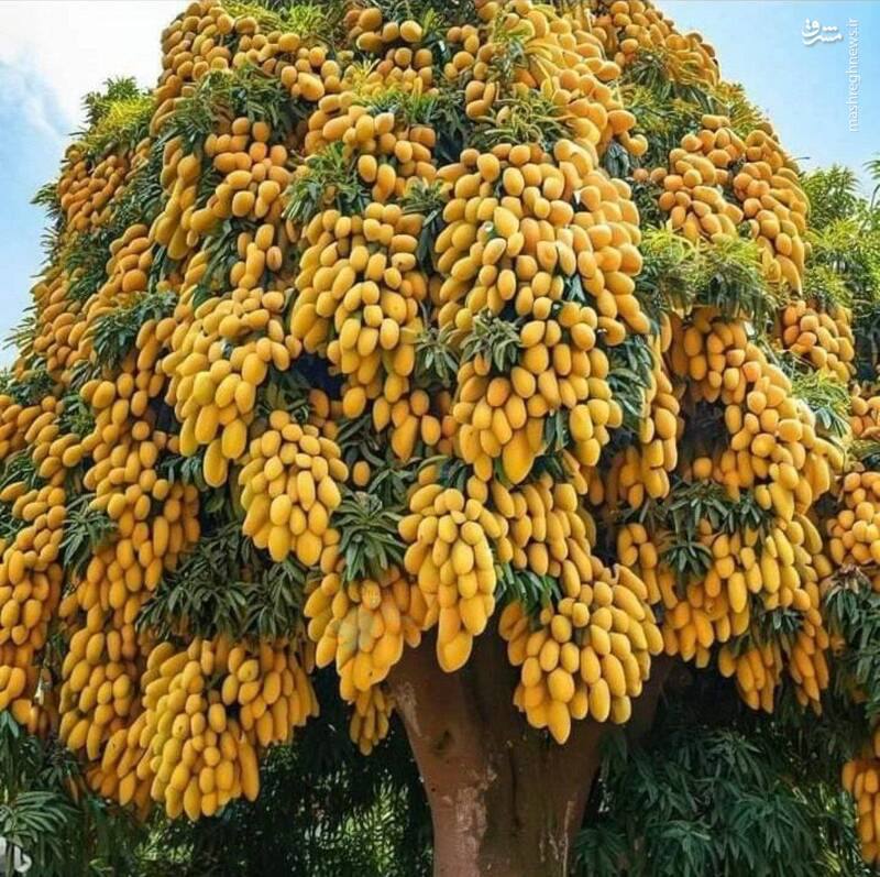درخت انبه