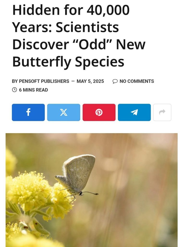 Satyrium curiosolus