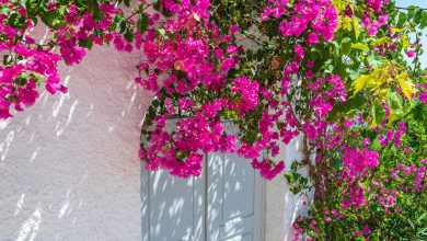 بهترین روش تکثیر گل کاغذی را از دست ندهید + فیلم