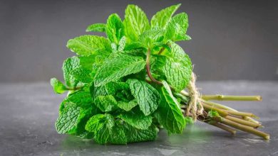 استشمام بوی نعنا راهی جدید برای درمان آلزایمر!