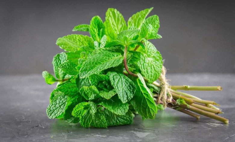 استشمام بوی نعنا راهی جدید برای درمان آلزایمر!