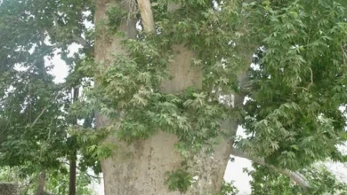 زیبایی باشکوه درخت چنار روستای ون کاشان + فیلم