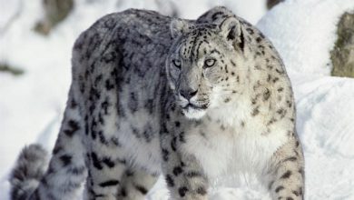قدرت‌نمایی پلنگ برفی در قلب هیمالیا + فیلم