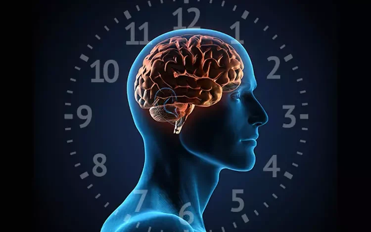 ساعت های بیولوژیکی بدن