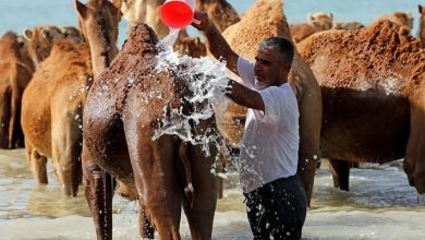 حمام شترها در آب‌های خلیج فارس: جاذبه‌ای منحصربه‌فرد در روستای سهیلی، قشم