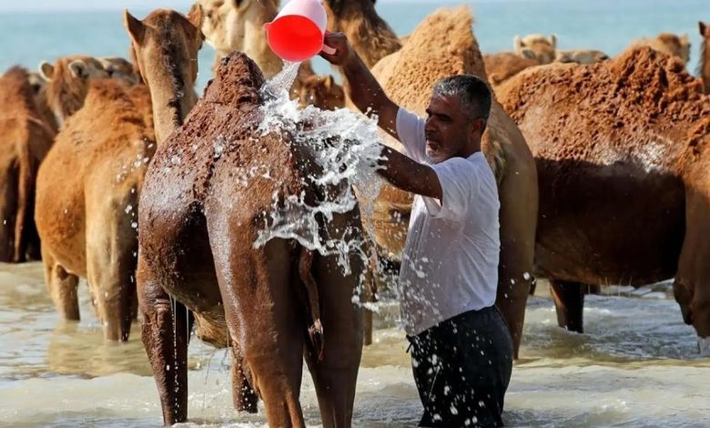 حمام شترها در آب‌های خلیج فارس: جاذبه‌ای منحصربه‌فرد در روستای سهیلی، قشم