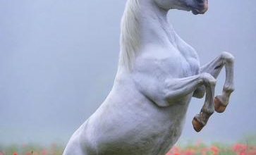 تاخت و تاز گله ای اسب وحشی در ارتفاعات ناندل + فیلم