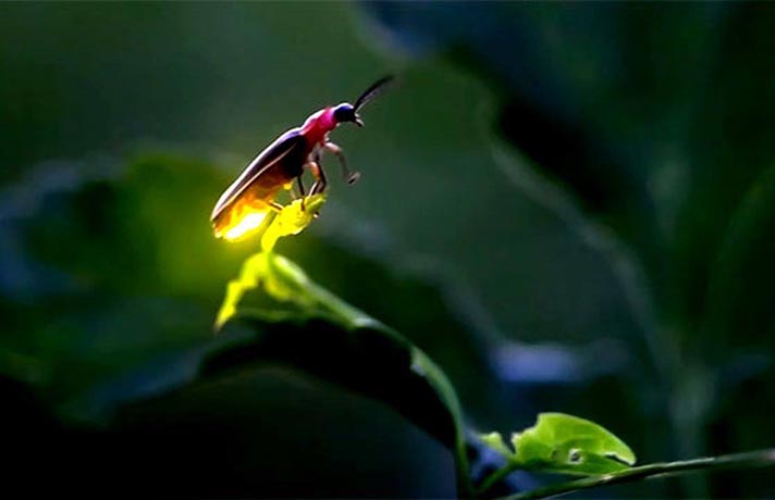 کرم های شب تاب ها به یک افسانه تبدیل خواهند شد