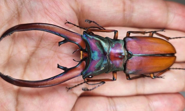 سوسک گوزنی عظیم