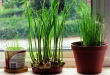 کاشت سیر در گلدان