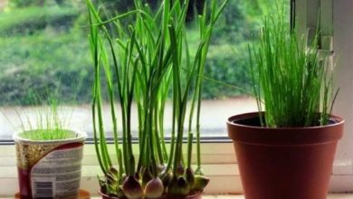 کاشت سیر در گلدان