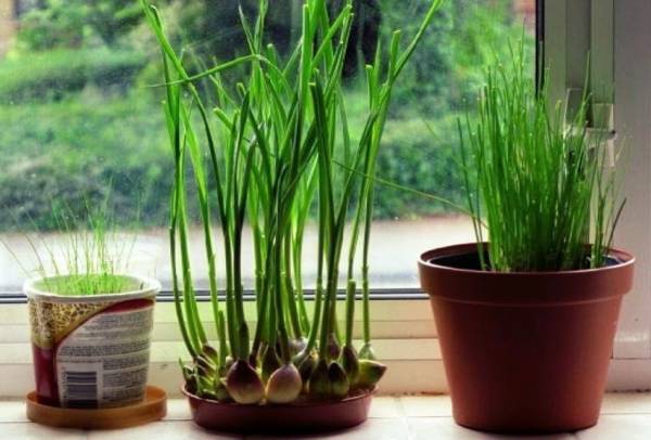 کاشت سیر در گلدان