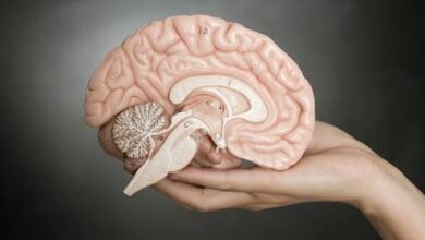 با این ۳ عادت، مغزتان را جوان و فعال نگه دارید