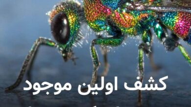 زنبور جواهر؛ راز طبیعی توقف پیری در دنیای حشرات