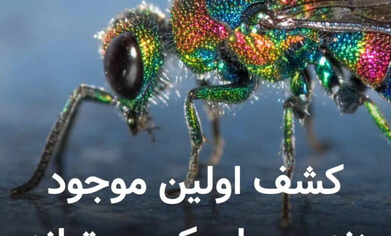 زنبور جواهر؛ راز طبیعی توقف پیری در دنیای حشرات