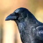 کلاغ اصفهان
