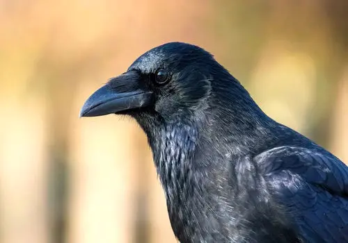 کلاغ اصفهان