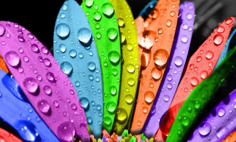 رنگ مورد علاقه
