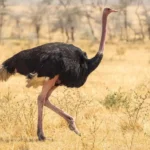 شترمرغ‌